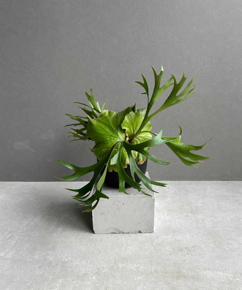 ビカクシダ キッチャクード細葉 「Platycerium kitshakood thin l
