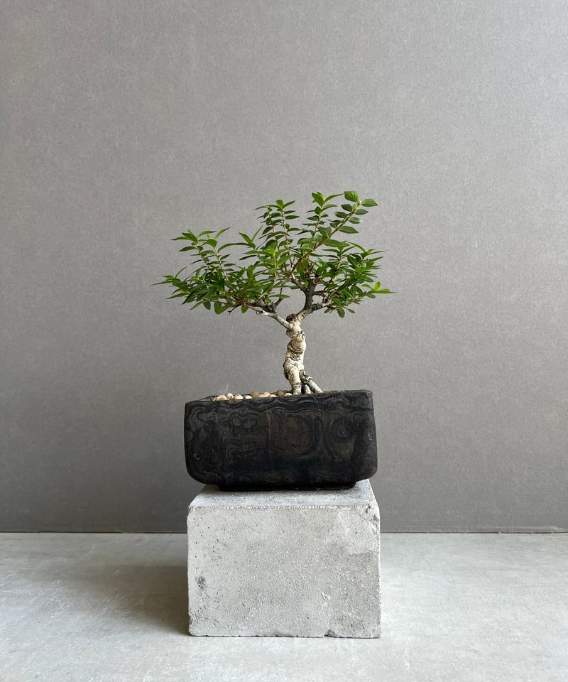 盆栽鉢 うち” 盆栽 + plantsmonsters pot 「“Special Edition”