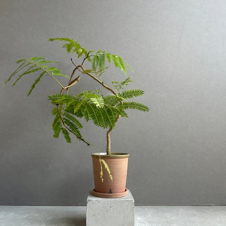 エバーフレッシュ | STORES