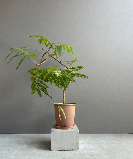81 山採り　アセビ CATEGORY Plants | SHOUCHIKUEN