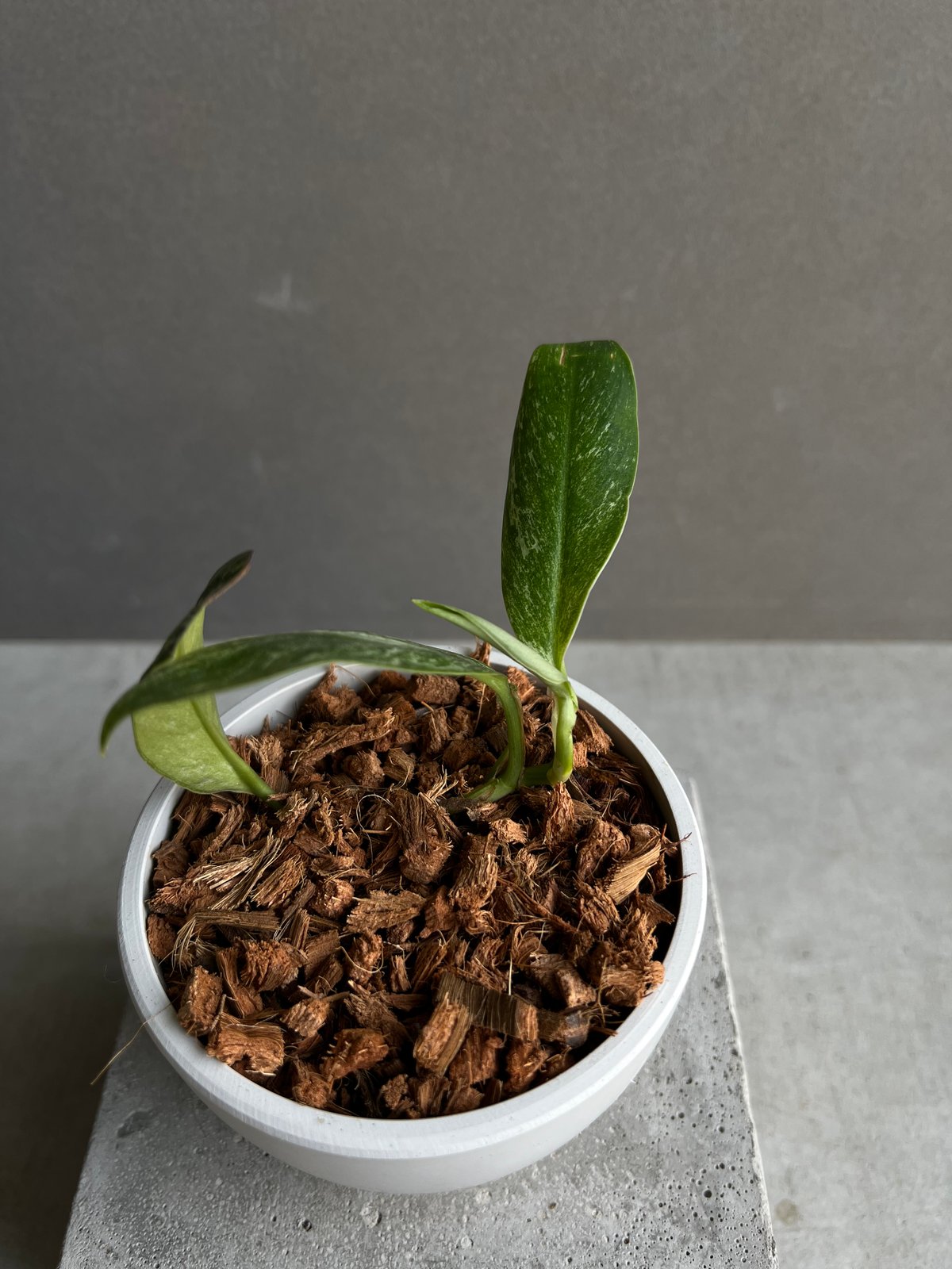 ラフィドフォラ sp. ドワーフ ミント 「Rhaphidophora sp. dwarf ラフィドフォラ sp. ドワーフ ミント 「Rhaphidophora sp. dwarf