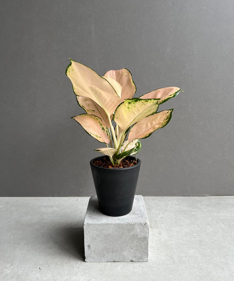 希少 無機質用土 大株 アグラオネマ コーチンピーチ 4号 できる ん です