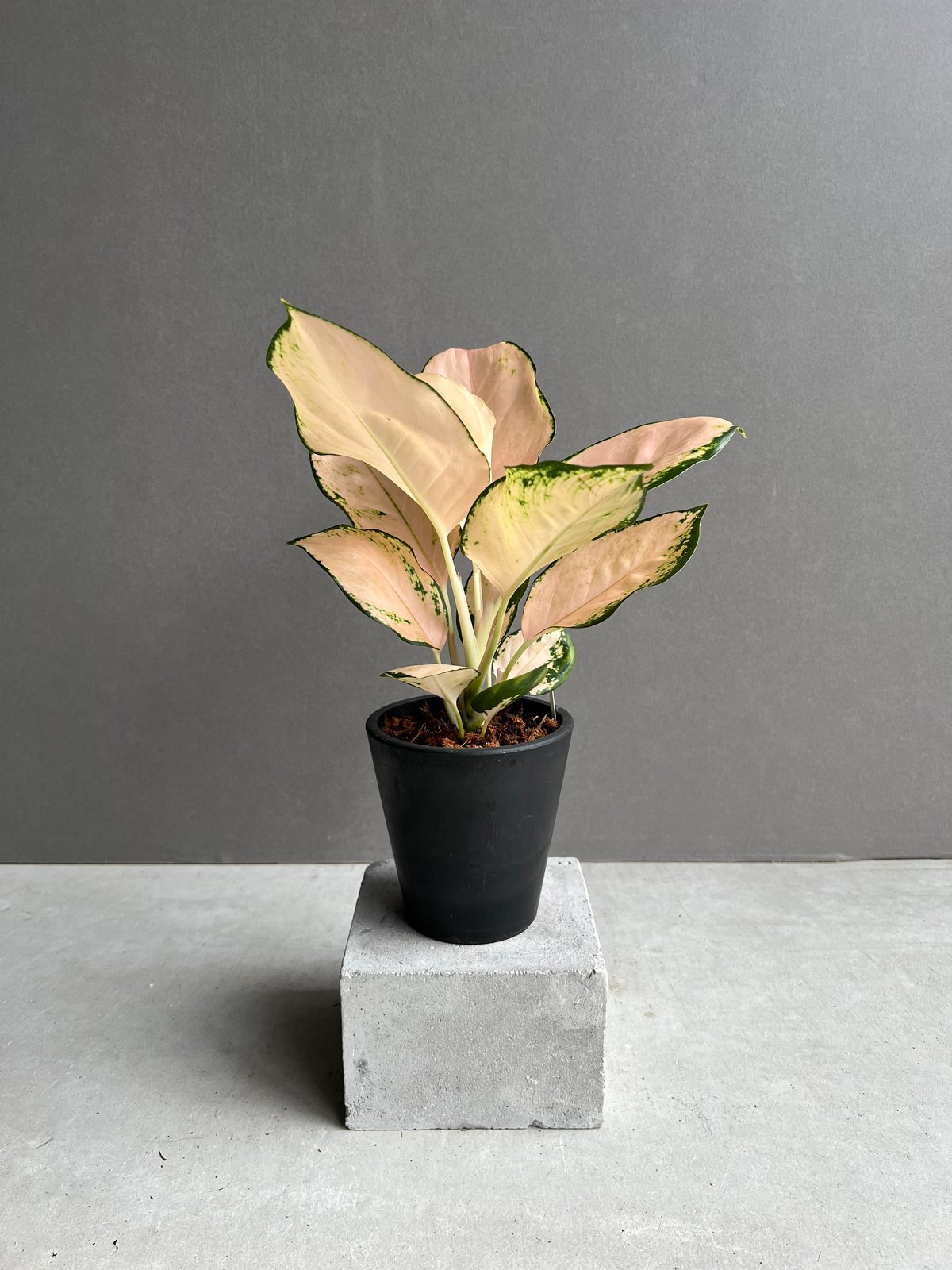 アグラオネマ コーチン ピーチ 「Aglaonema Cochin.Peach」48X | S