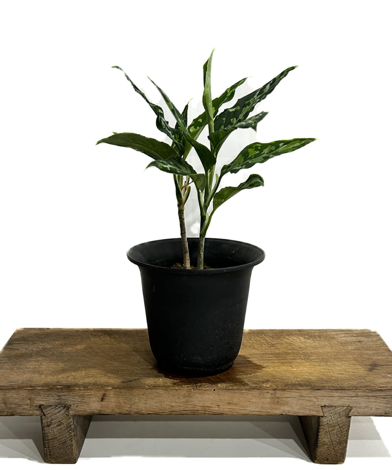 アグラオネマ ピクタム トリカラー「Aglaonema pictum tricolor アグラオネマ ピクタム トリカラー「Aglaonema pictum tricolor