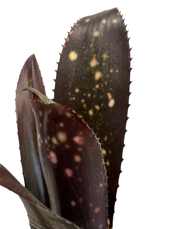 ビルベルギア ダースベイダー「Billbergia 'Darth vader' 」43J |