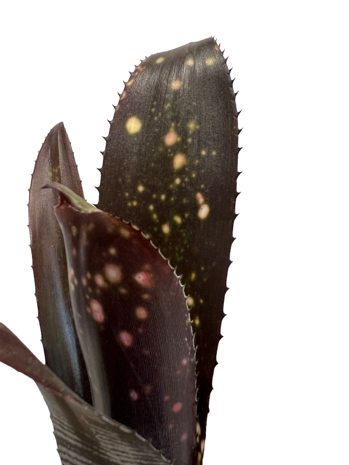 ビルベルギア ダースベイダー「Billbergia 'Darth vader' 」43J ビルベルギア ダースベイダー「Billbergia 'Darth vader' 」43J