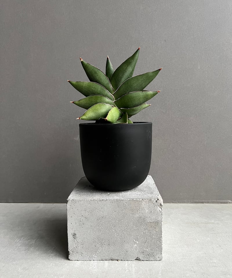 サンセベリア オペラ ハウス 「Sansevieria Opera House 」91A |