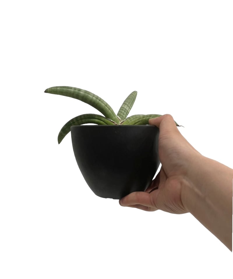 サンセベリア エイレンシス「Sansevieria eilensis Lav.10178」 5