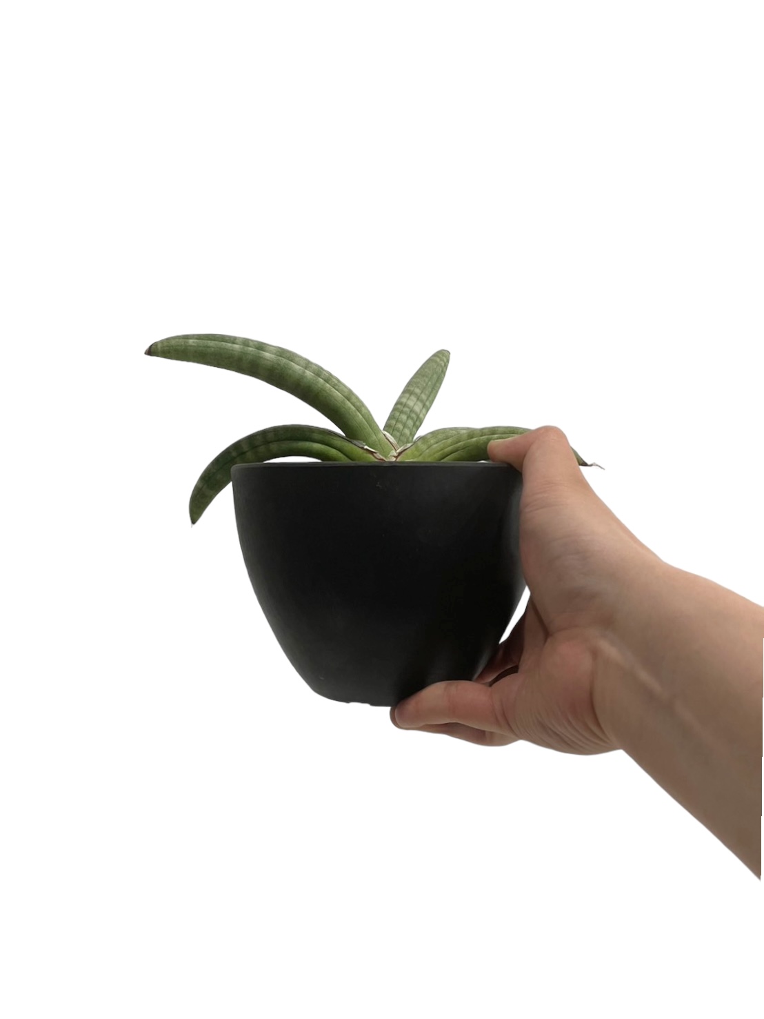 サンスベリア エイレンシス Sansevieria Eilensis C サンセベリア エイレンシス「Sansevieria eilensis Lav.10178」3/