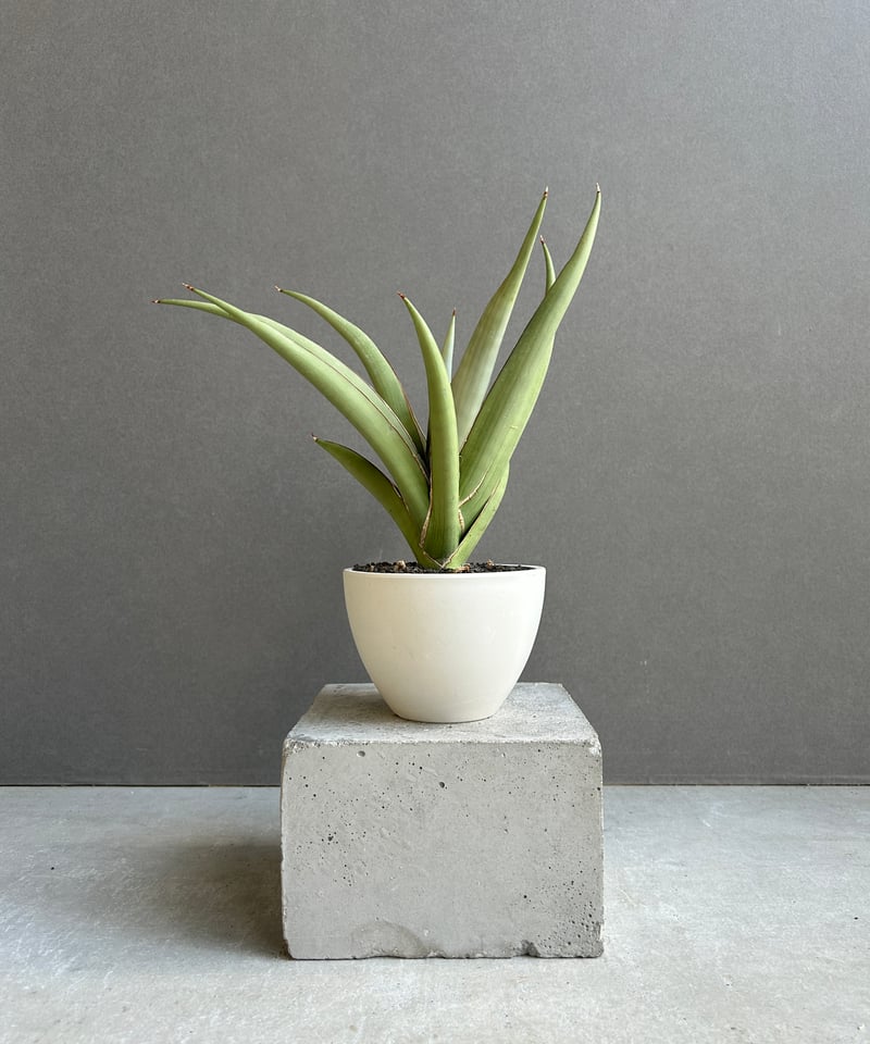 サンセベリア チャオプラヤ 「Sansevieria Chao Phraya」61F | SH