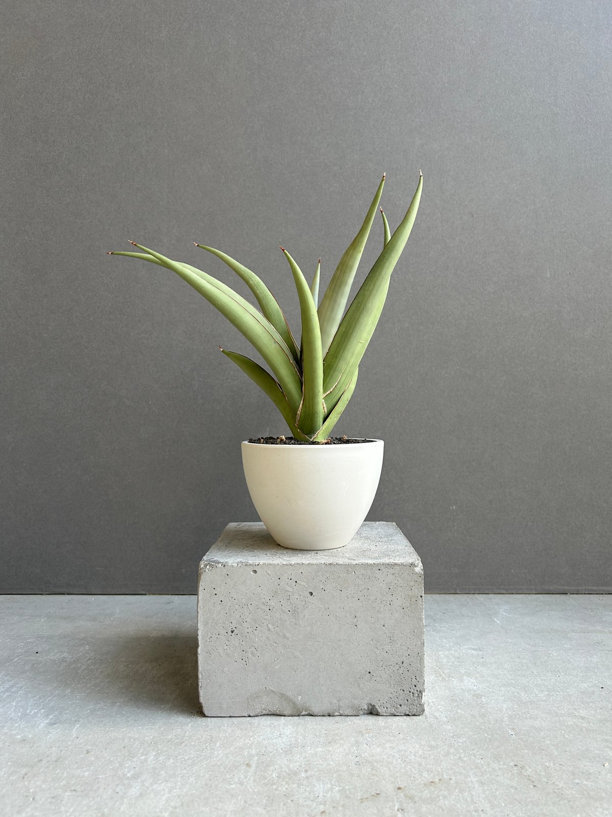サンセベリア チャオプラヤ 「Sansevieria Chao Phraya」61F | SH