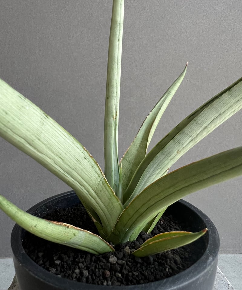 サンセベリア ダンシング ドラゴン 「Sansevieria Dancing