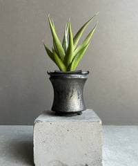 ビカクシダ スリナリウム（P. コロ ナリウムxP.ワンダエ