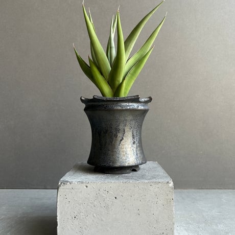 サンスベリア | STORES