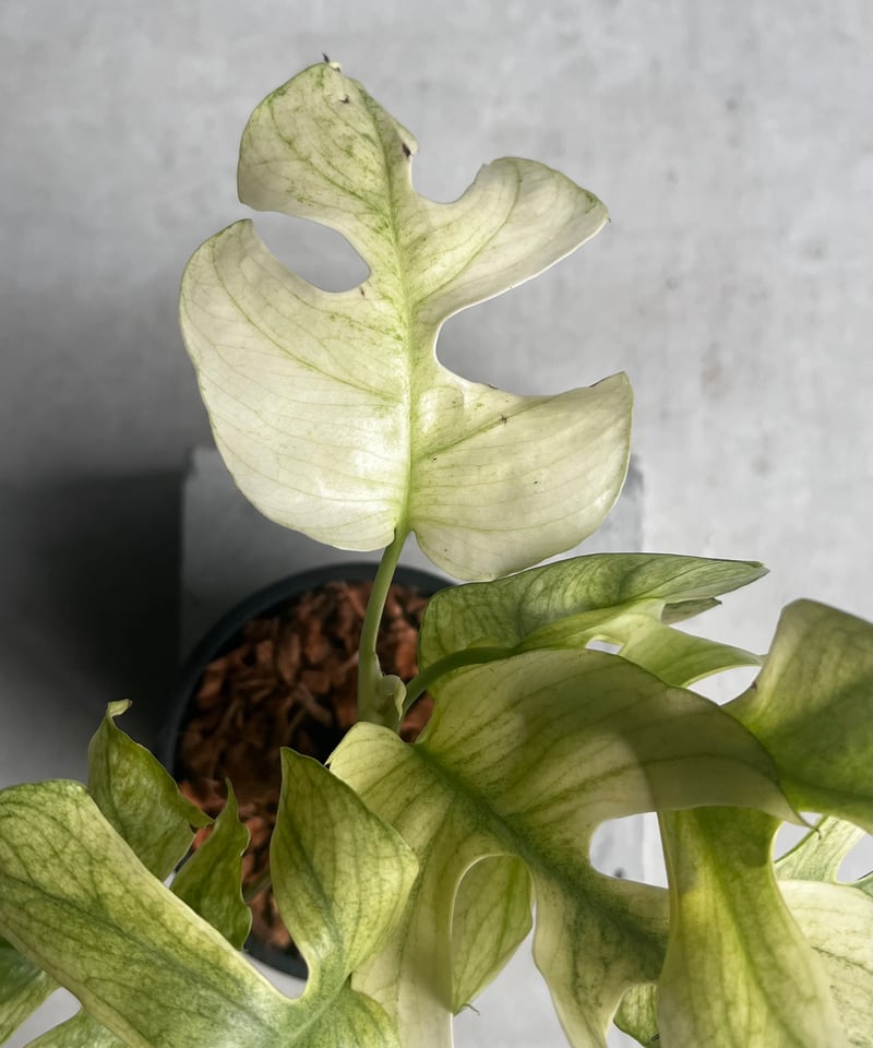 ラフィドフォラ ジニー ホワイト モンスター 「Rhaphidophora Ginny Whi