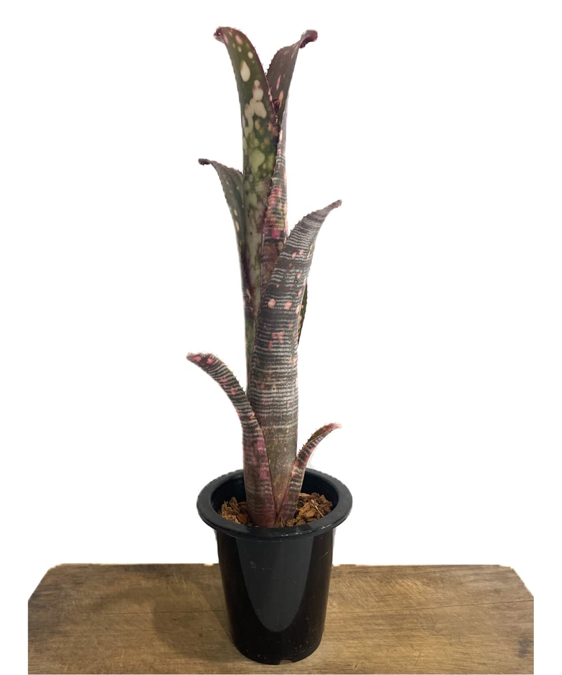 ビルベルギア ビルベルギア コラン ノックアウト「Billbergia Kolan Knockout