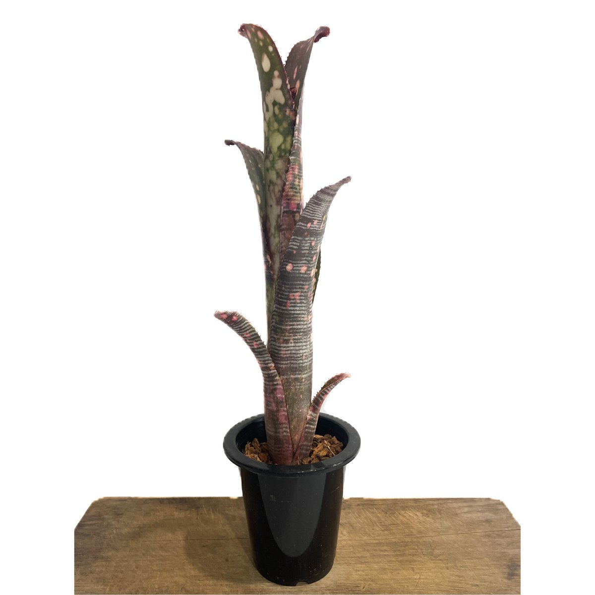 ブロメリア・エアープランツ Billbergia Kolan Knockout Billbergia Kolan Knockout - メルカリ