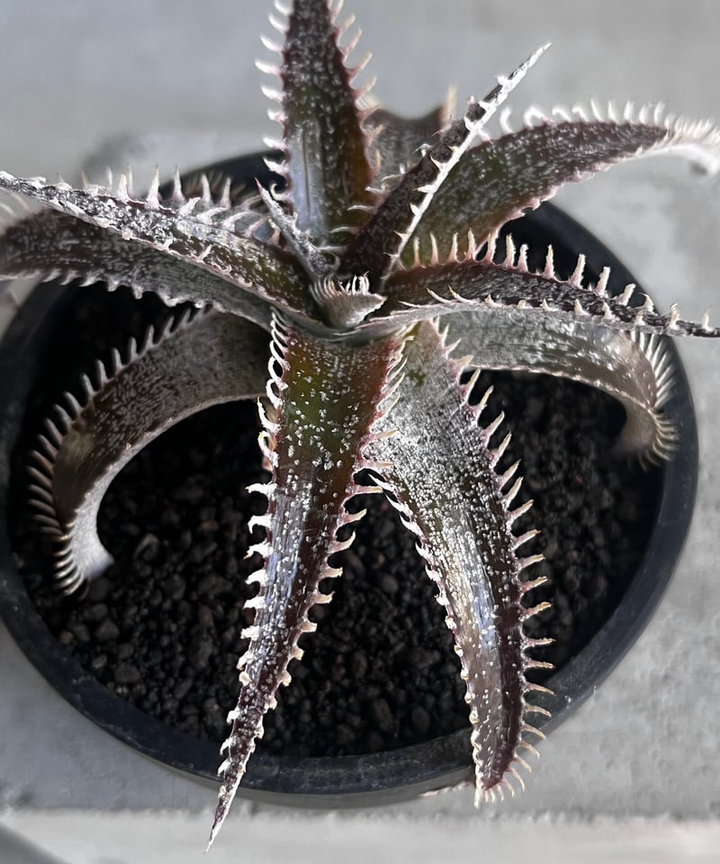 ディッキア ハイブリッド 「Dyckia hybrid」43Z | SHOUCHIKUEN