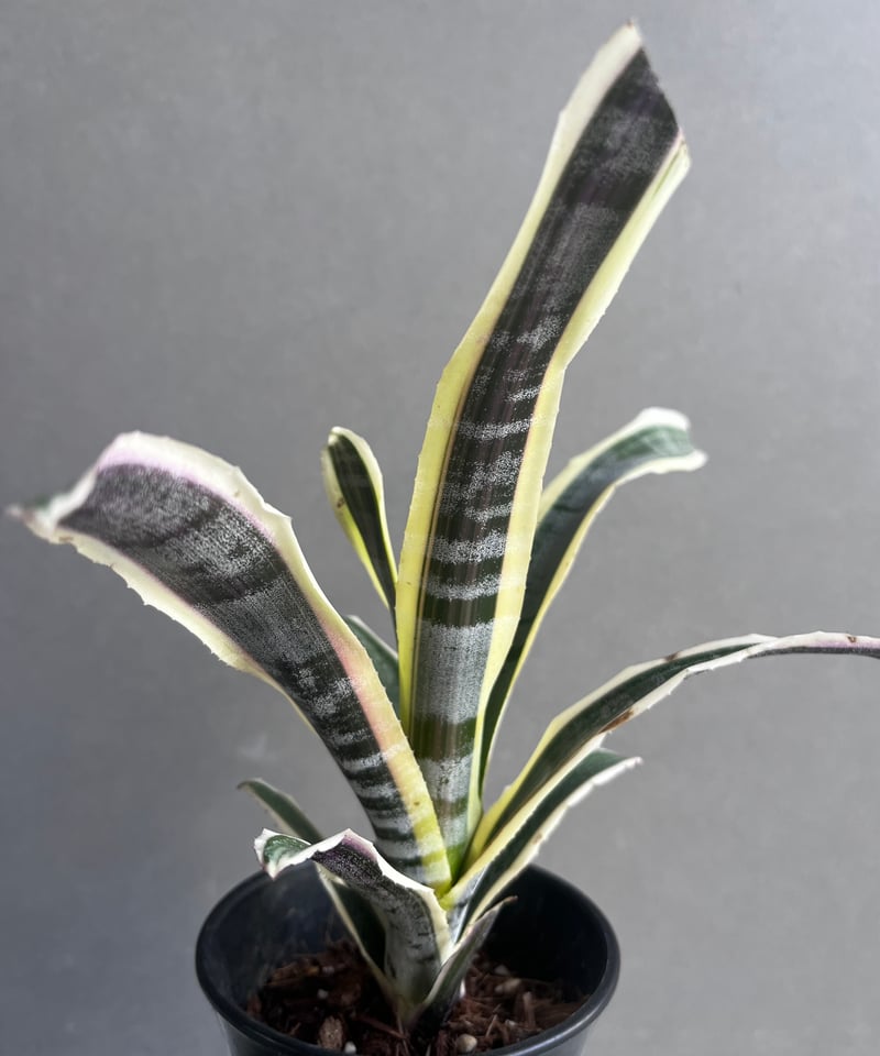 エクメア オットー 「Aechmea Otto」77Z | SHOUCHIKUEN