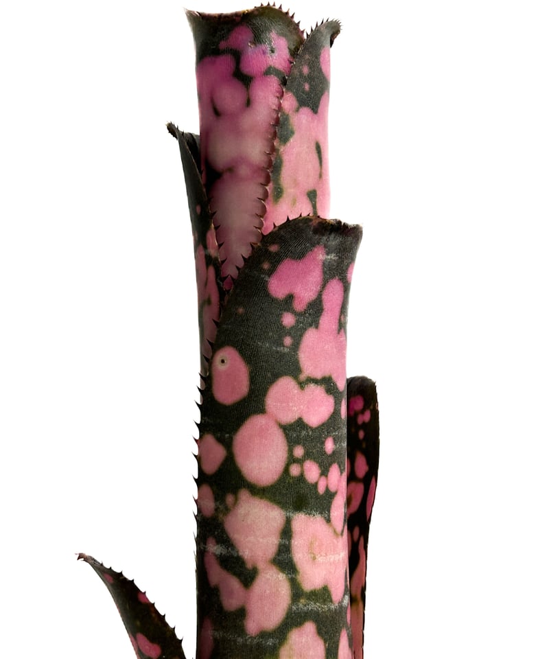 ビルベルギア インセンディアリー デライト「Billbergia Incendiary Del