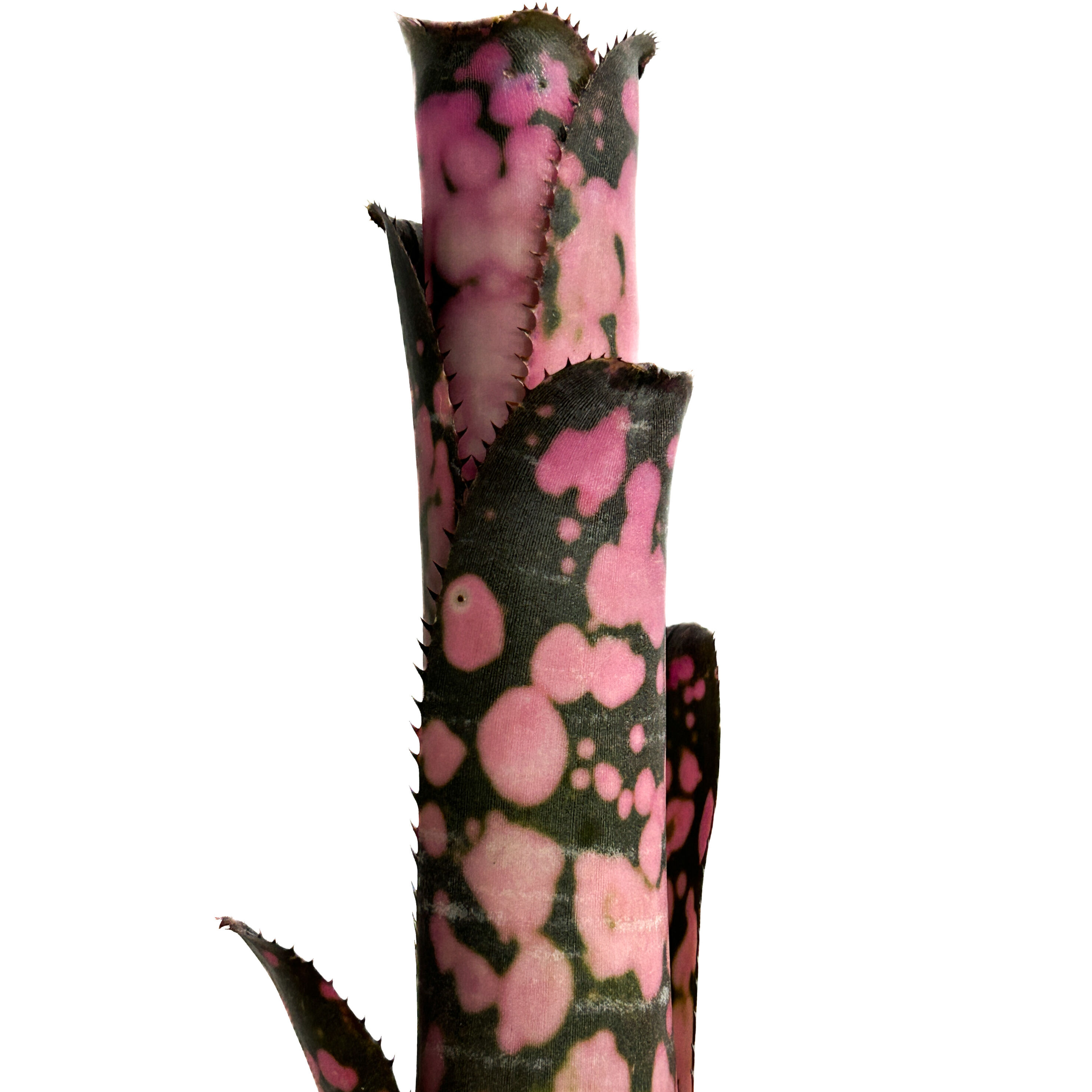 ビルベルギア インセンディアリー デライト「Billbergia Incendiary Del