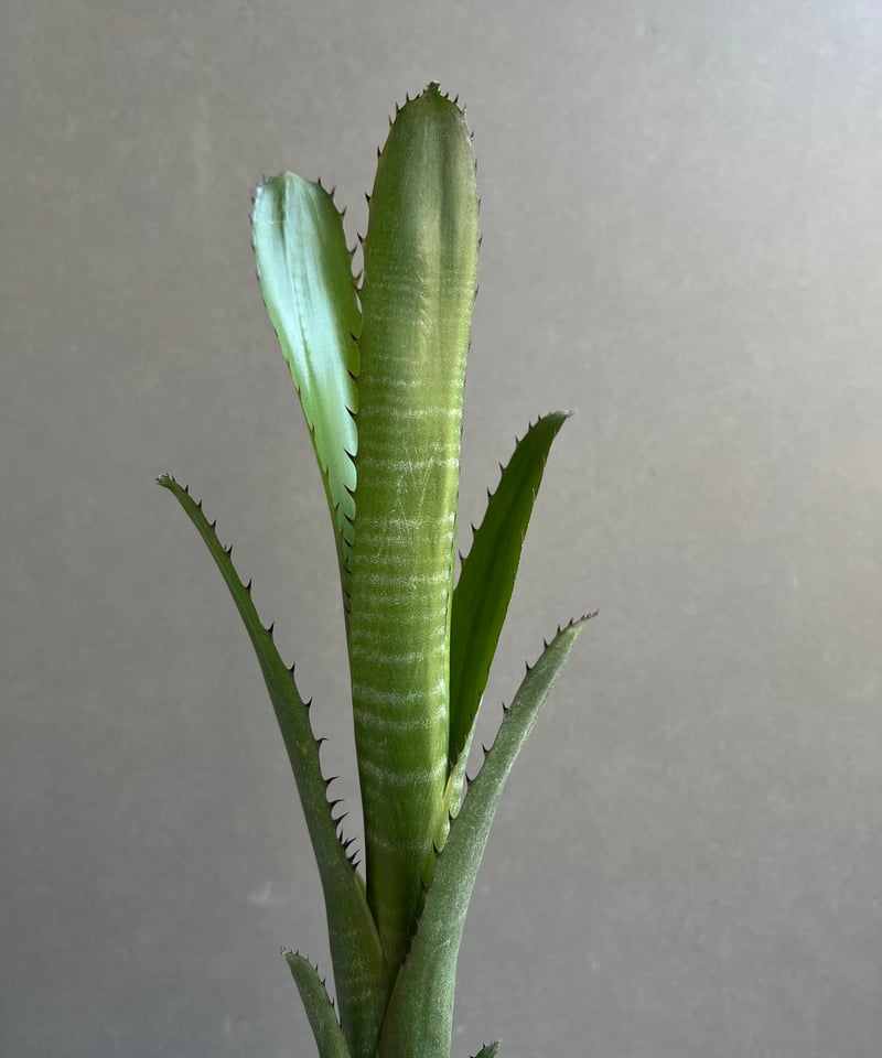 ビルベルギア オーバー ザ ムーン 「Billbergia Over The Moon」26A