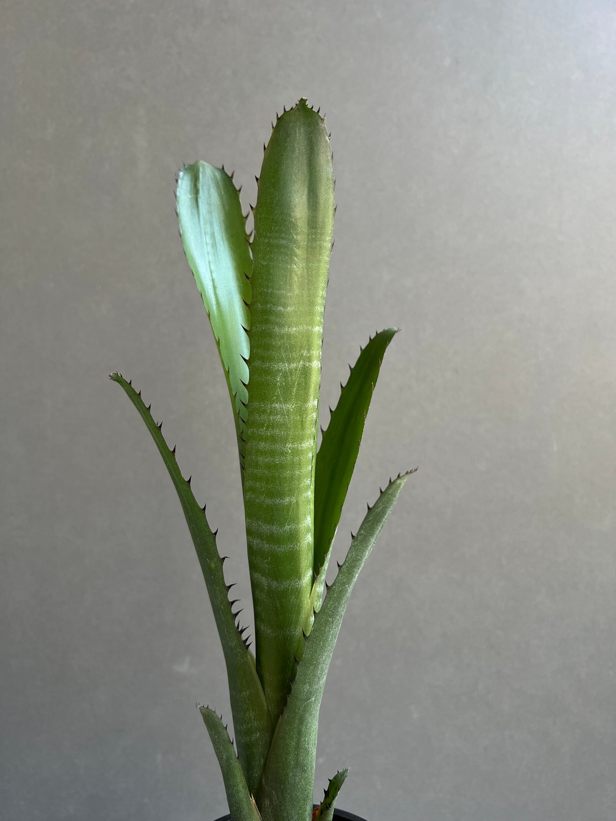 ビルベルギア オーバー ザ ムーン 「Billbergia Over The Moon」26A