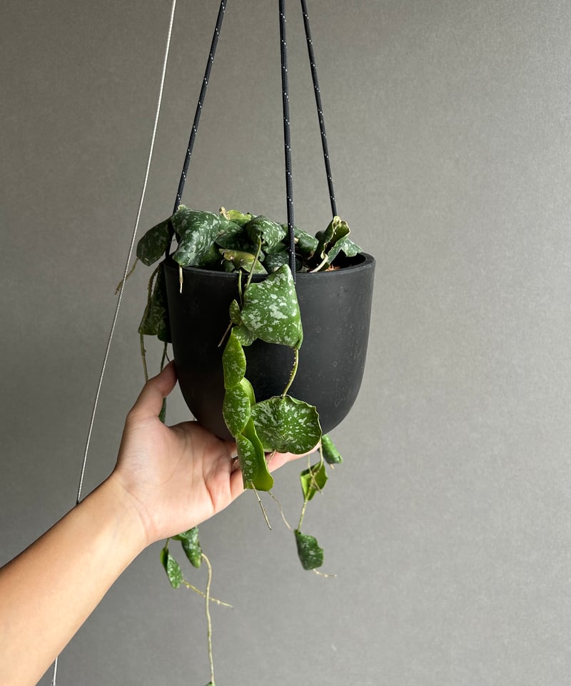 ホヤ インブリカータ + ハンギング ポット「 Hoya imbricata」 15G | S