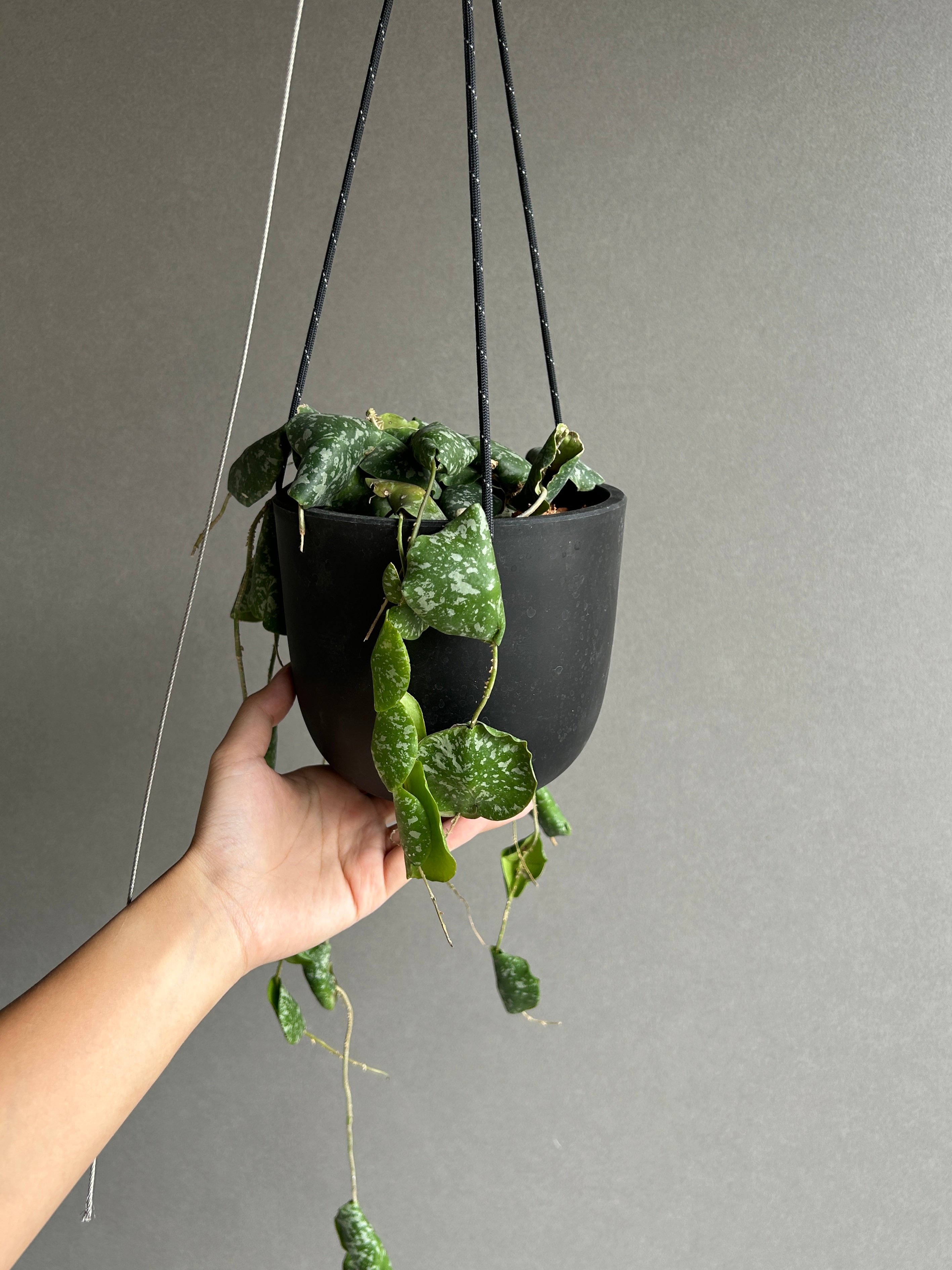 ホヤ インブリカータ + ハンギング ポット「 Hoya imbricata」 15G | S