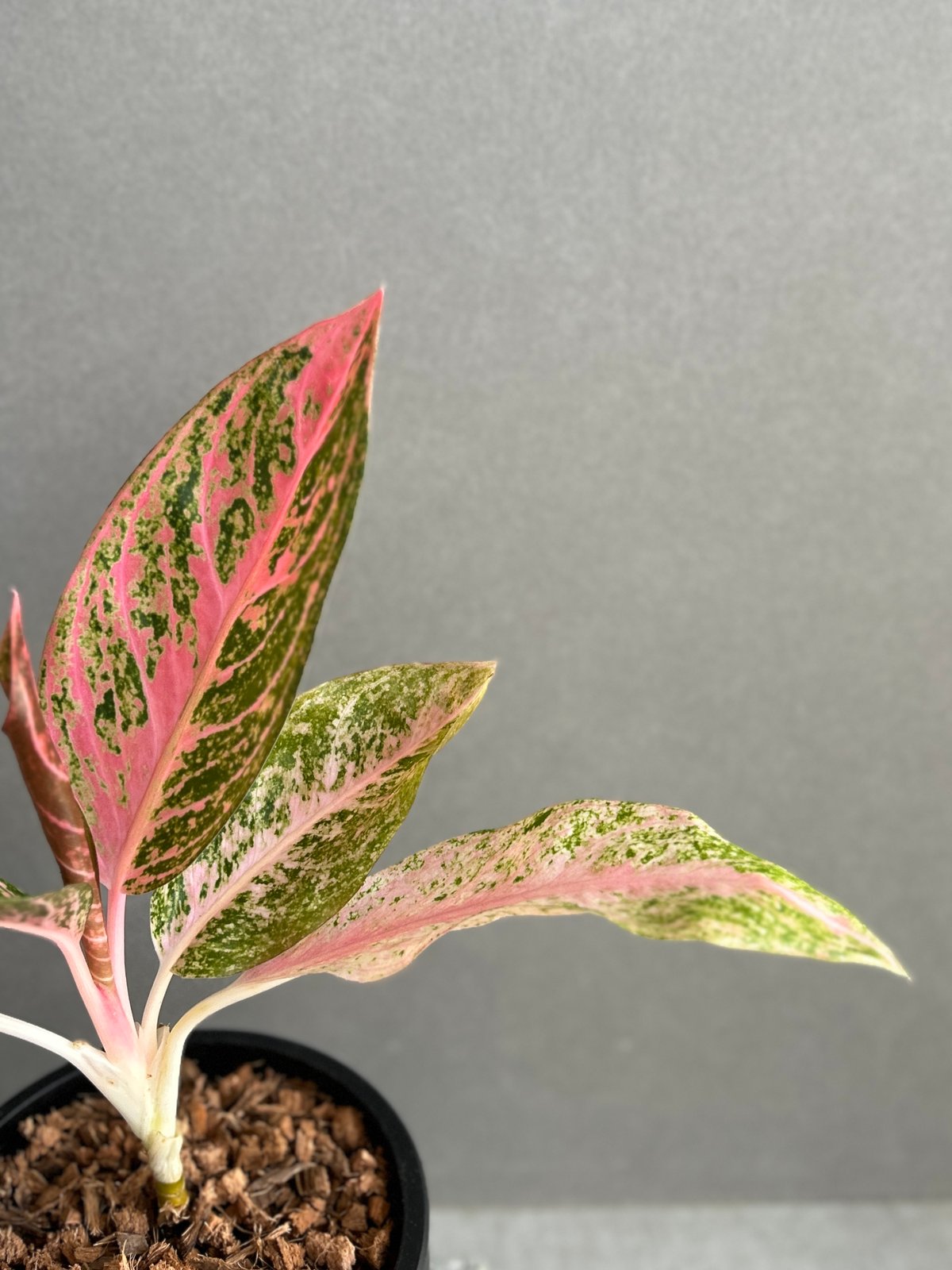アグラオネマ タマラ 「Aglaonema Tamara」76F | SHOUCHIKUEN