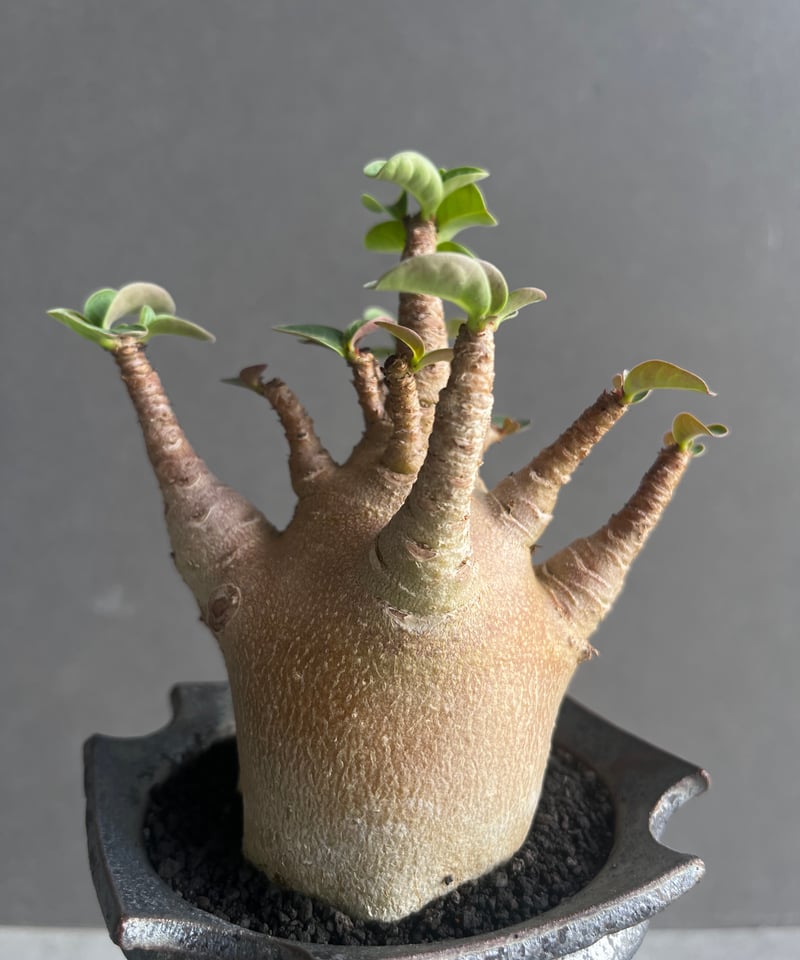 アデニウム アラビカム スーパー ドワーフ “レッド” + object by