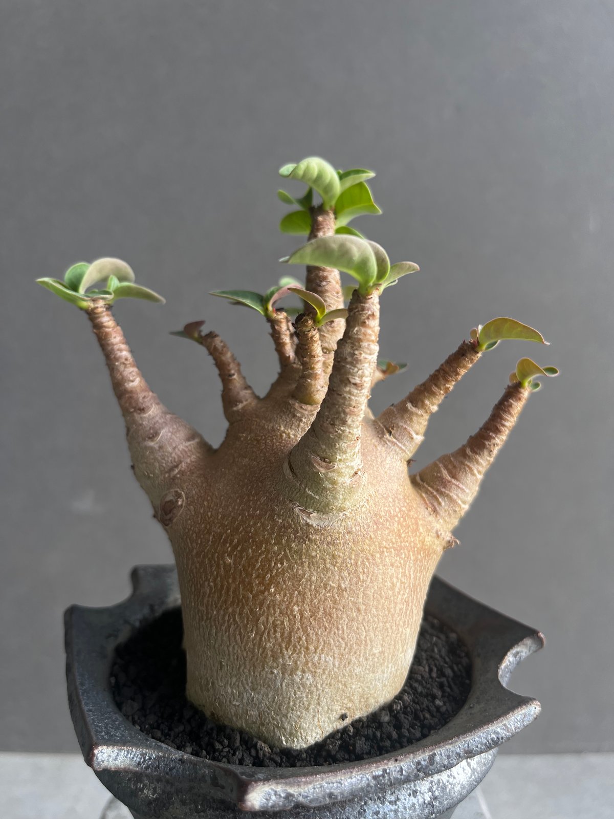 アデニウム アラビカム スーパー ドワーフ “レッド” + object by