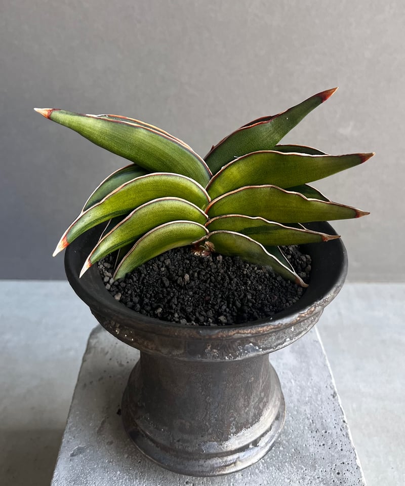 サンセベリア ロリダ 斑入 変異種(選抜個体) 「Sansevieria rorida Var