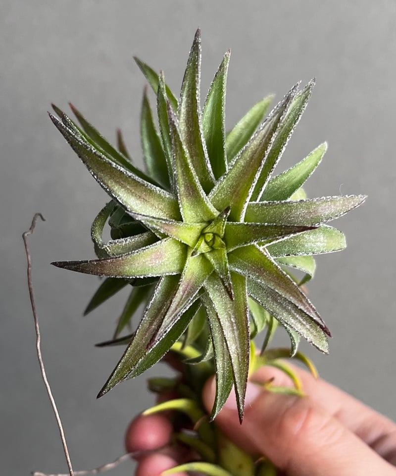B*2様 バンハイニンギー　斑入 ティランジア バンハイニンギー 斑入 「Tillandsia vanhyningii Vari