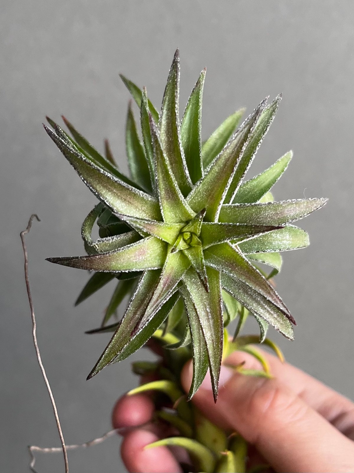 B*2様 バンハイニンギー　斑入 ティランジア バンハイニンギー 斑入 「Tillandsia vanhyningii Vari