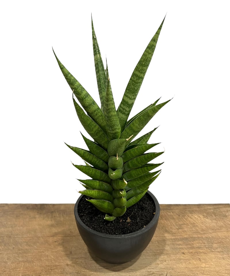 サンセベリア チャイ チャナ (by アンヤマニー ガーデン) Sansevieria