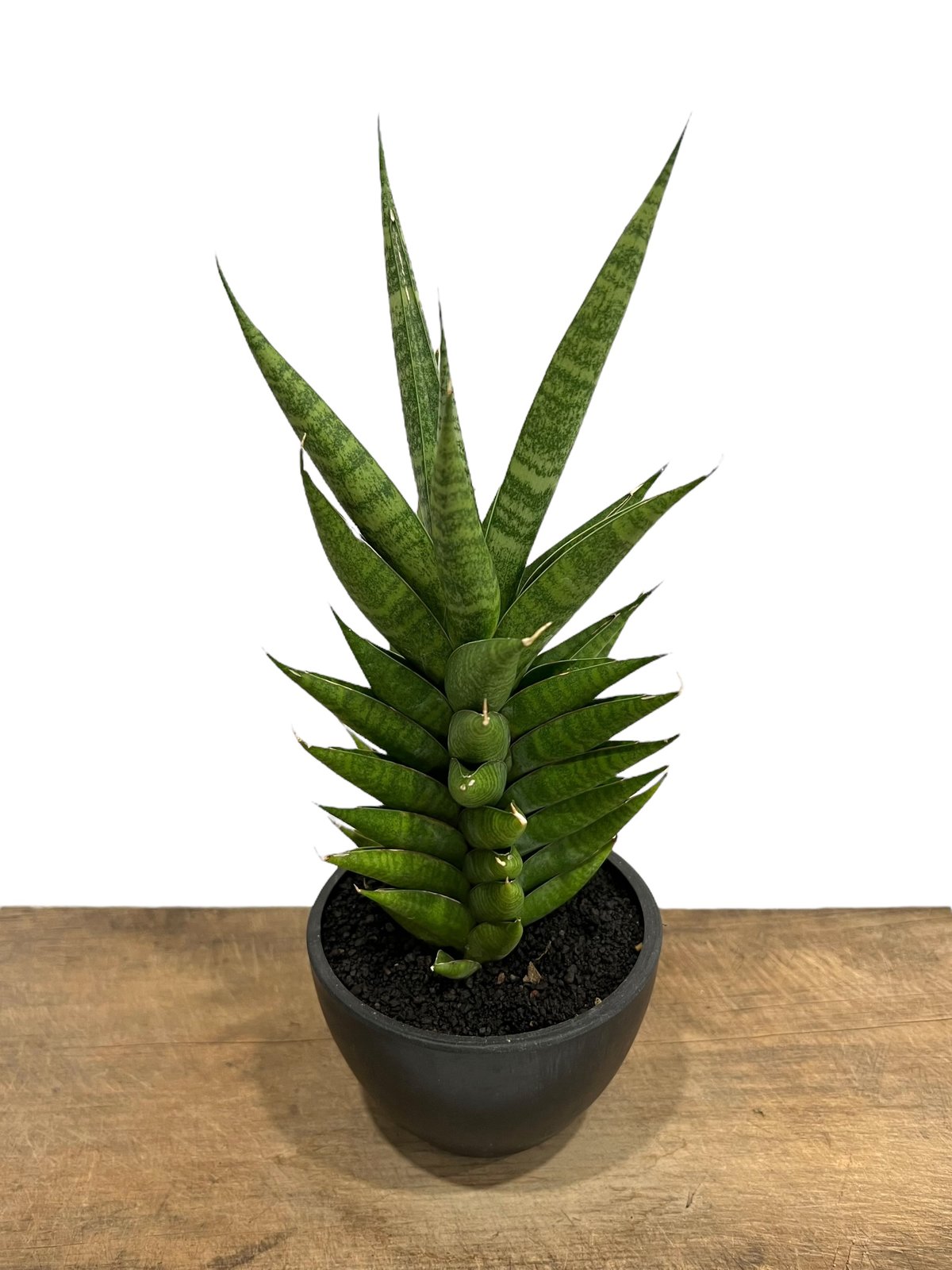サンセベリア　Calypso サンスベリア　Sansevieria サンセベリア Calypso サンスベリア Sansevieria Sansevieria Meena