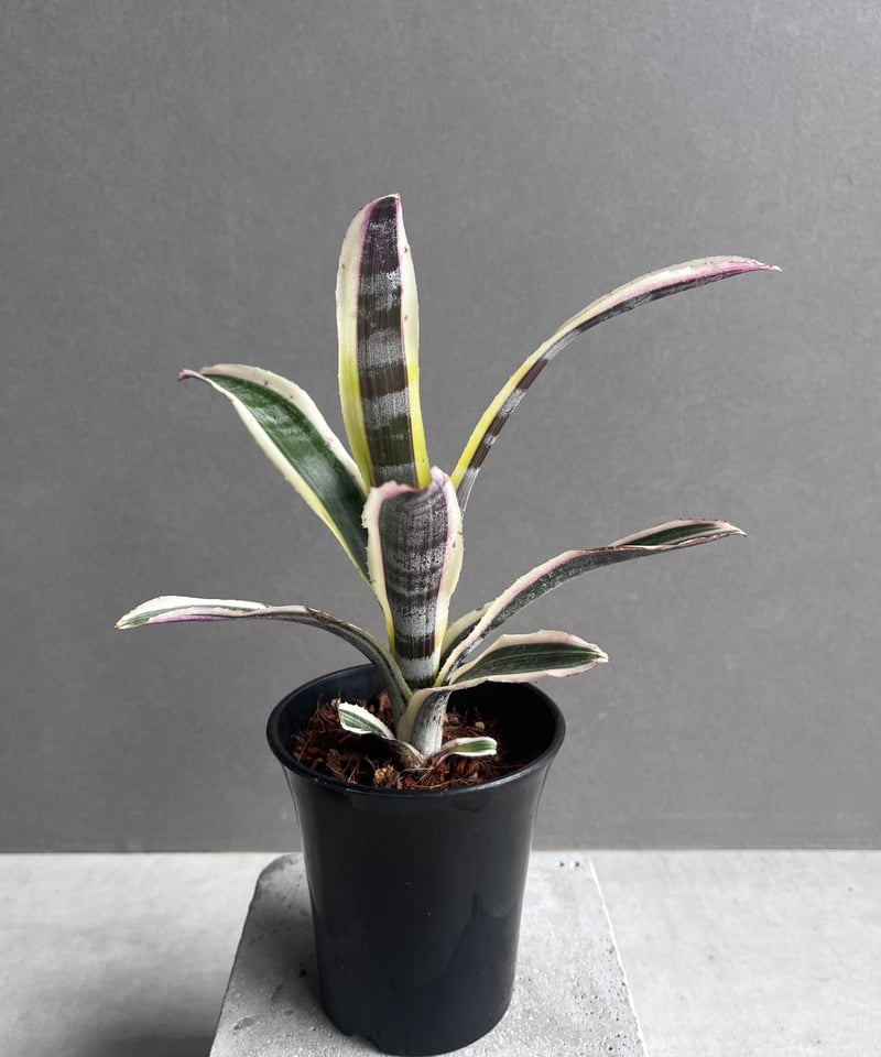 エクメア オットー 「Aechmea Otto」4A | SHOUCHIKUEN