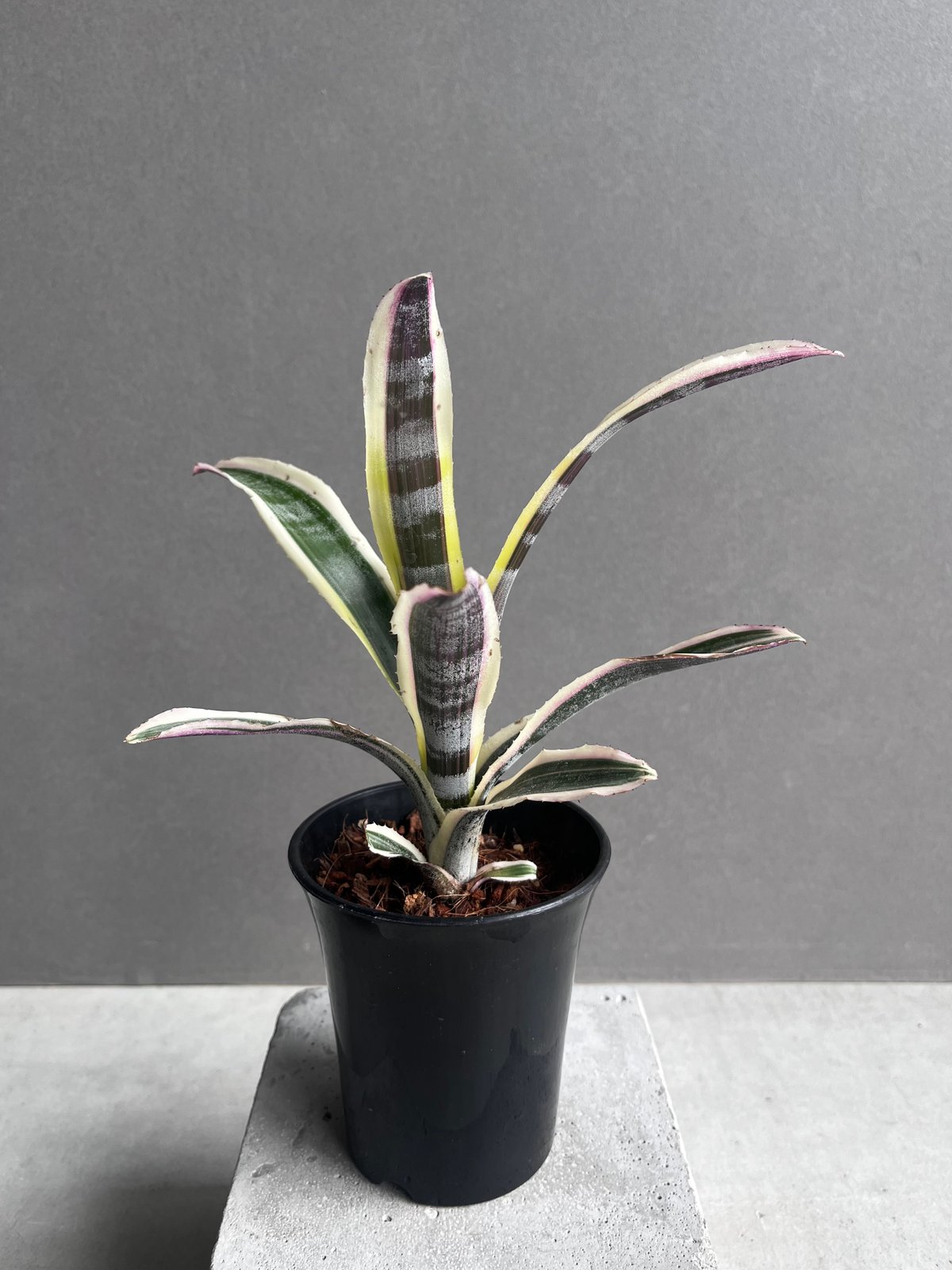 エクメア オットー 「Aechmea Otto」4A | SHOUCHIKUEN