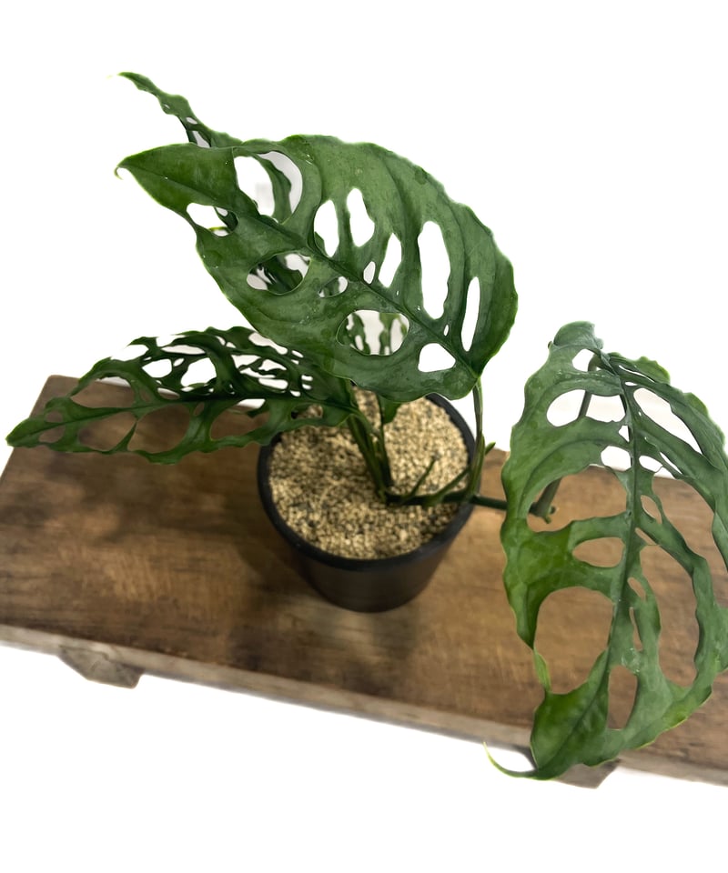 専用　オブリクア　ペルー　Monstera Obliqua peru 3 fit=scale-down,w=1200