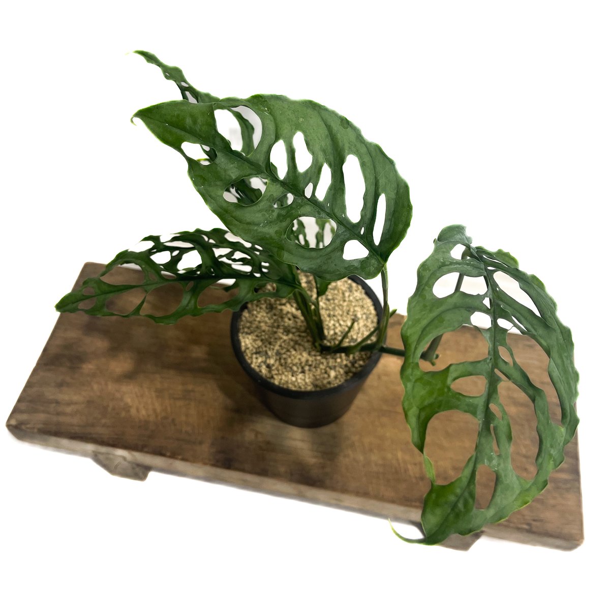 モンステラ オブリクア ペルー「Monstera obliqua Peru」80G-3 | S