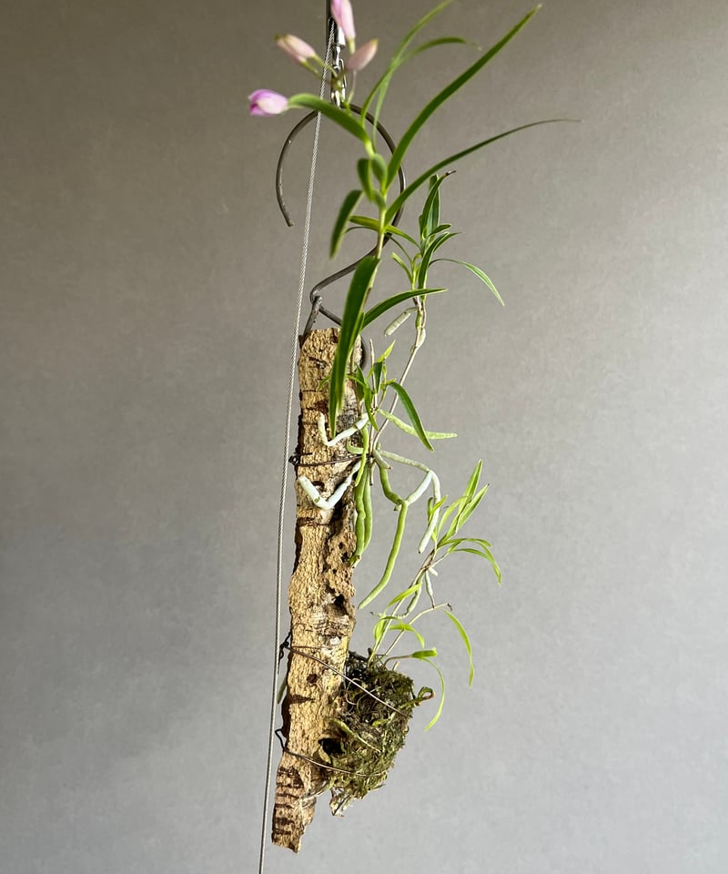 エピデンドラム セントラデニウム アリスセルフ 「Epidendrum