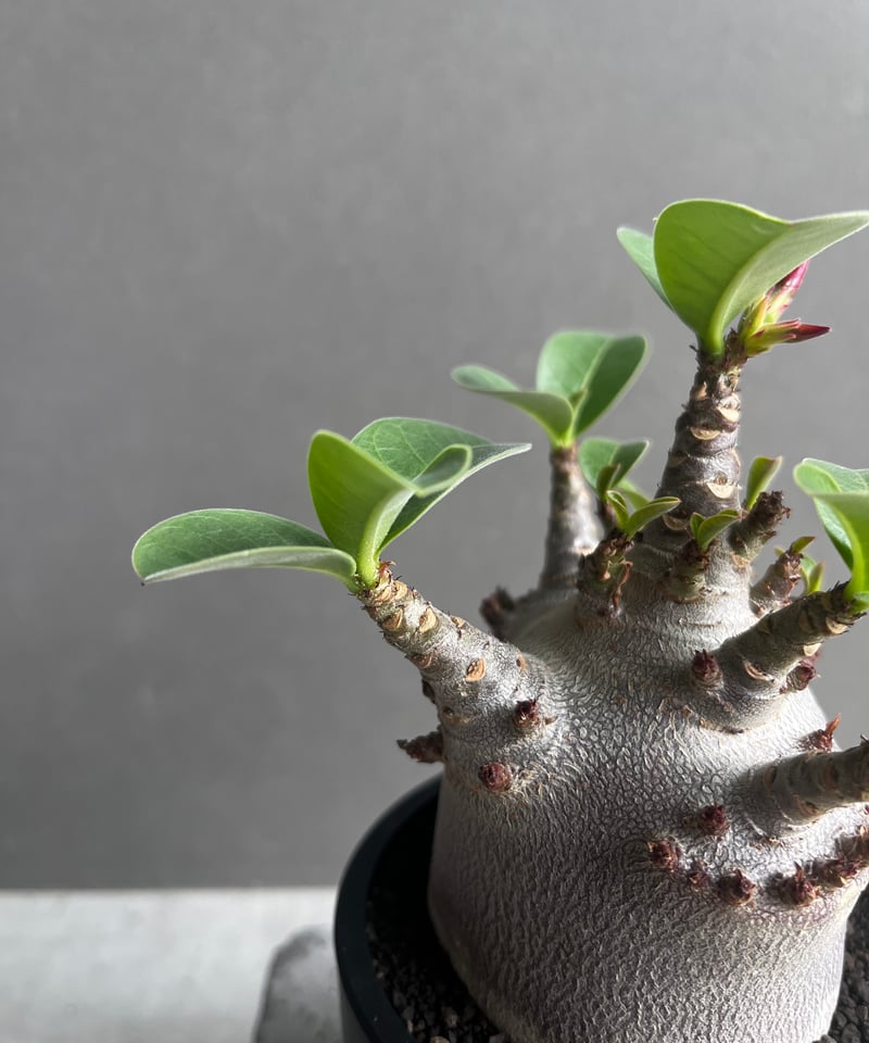 アデニウム アラビカム スーパー ドワーフ “ブラック” 「Adenium