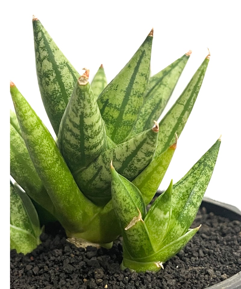 サンスベリア Sansevieria Mingmanee v B サンスベリア 3.5号角鉢 ミンマニー Mingmanee 6-7cmポット