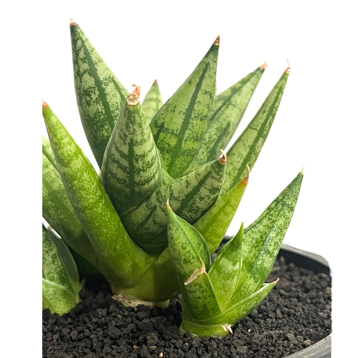 サンセベリア ミン マニー 「Sansevieria Ming Manee by Unyama