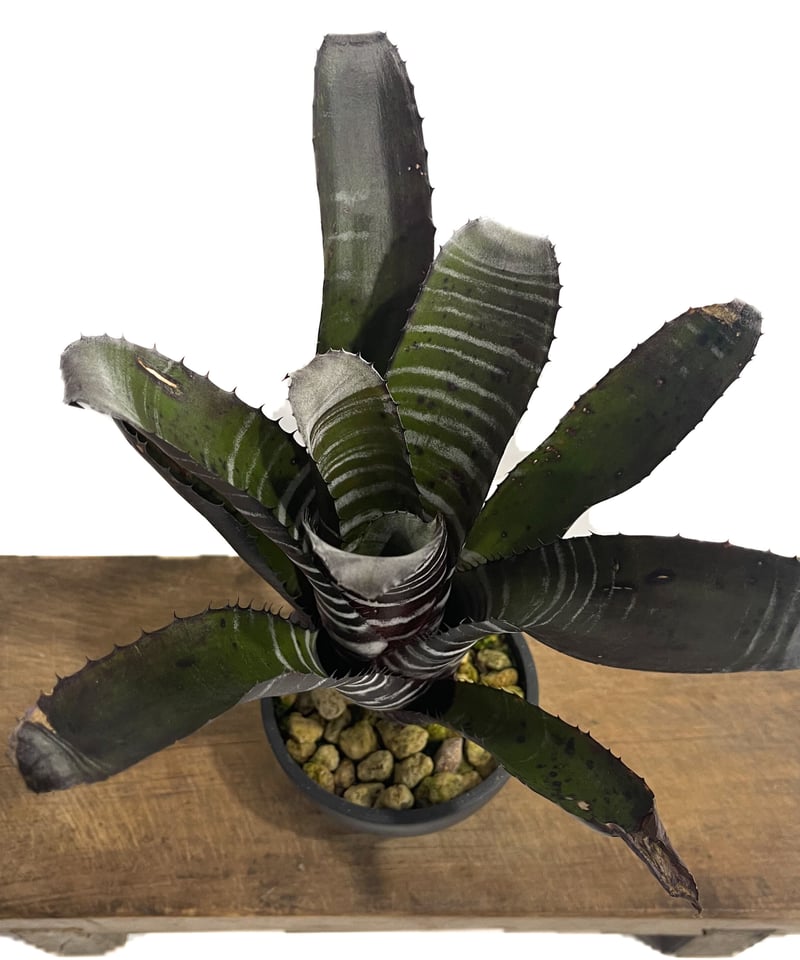 エクメア チャンティニー ブラック「Aechmea chantinii black」7 エクメア チャンティニー ブラック「Aechmea chantinii black」7