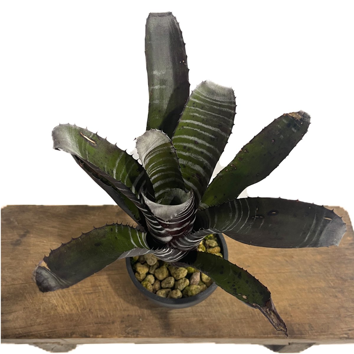 エクメア チャンティニー ブラック「Aechmea chantinii black」7/8-9