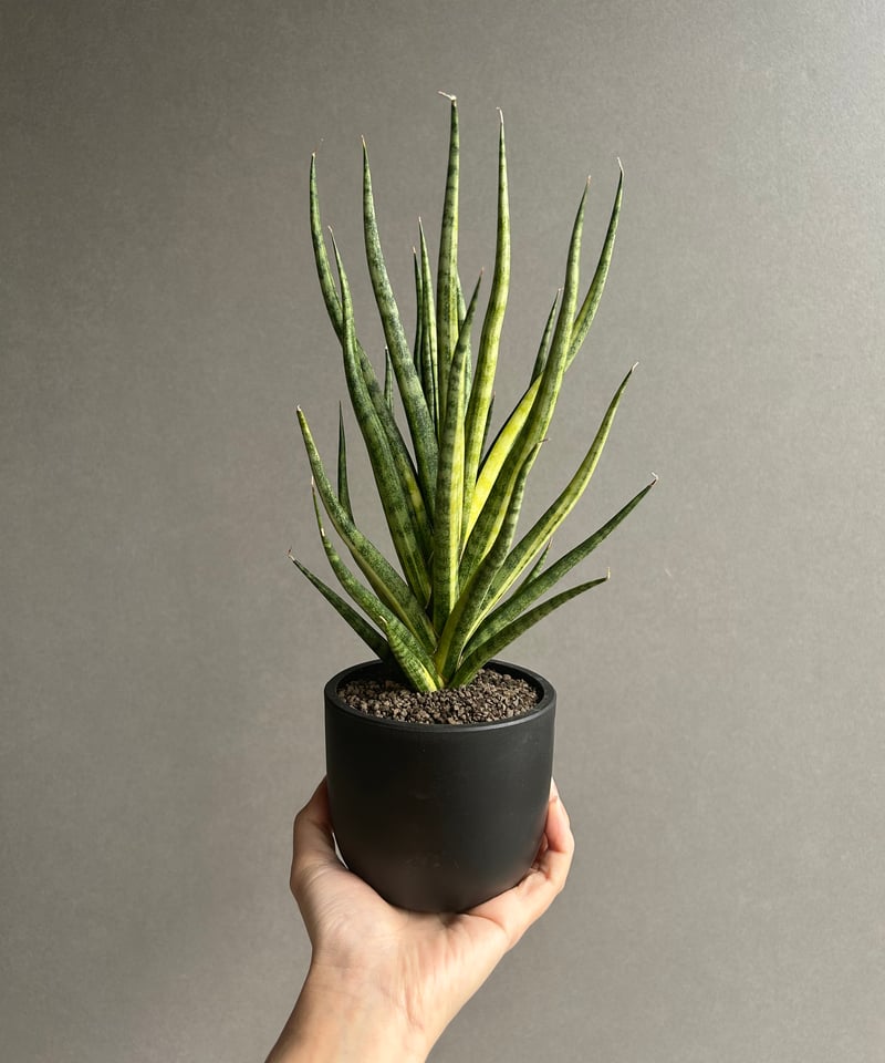 サンセベリア ブンルートーチ 斑入「Sansevieria Bunlue Torch Vari
