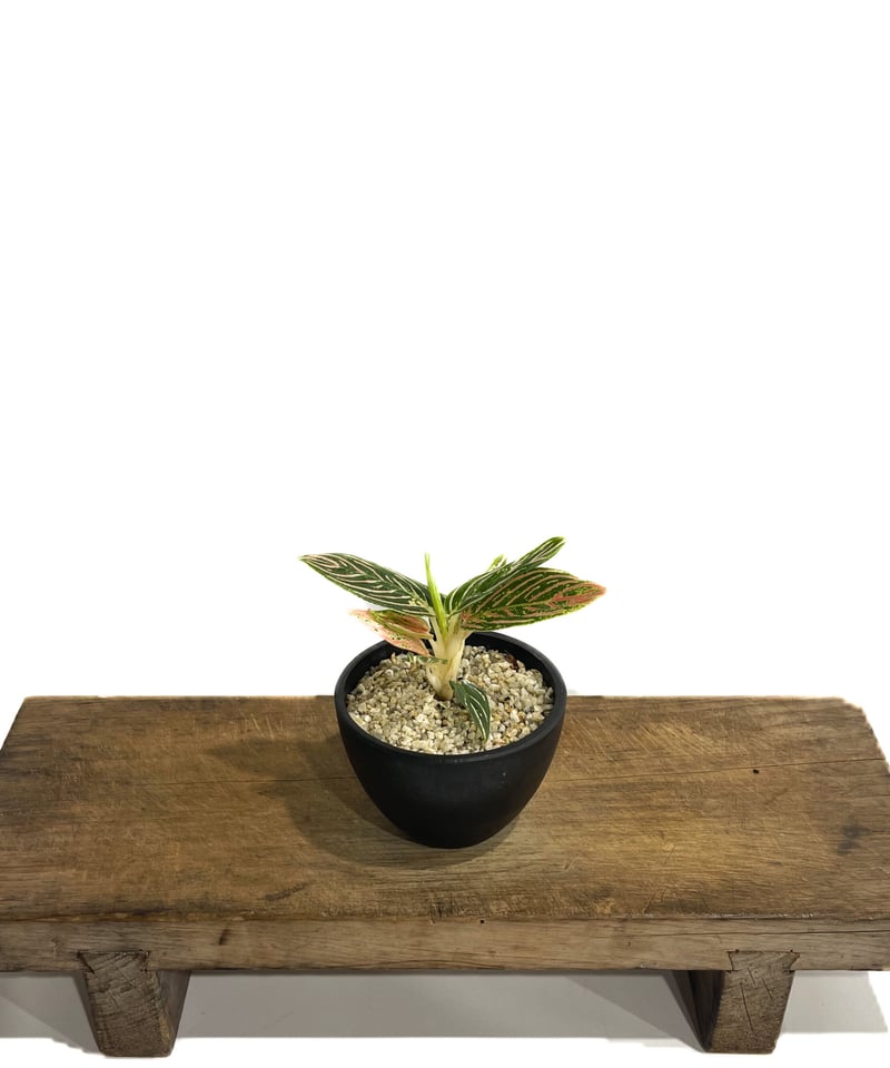 アグラオネマ　ゴールデンホープ　1株 アグラオネマ ゴールデンホープ「Aglaonema Golden Hope」17G-1