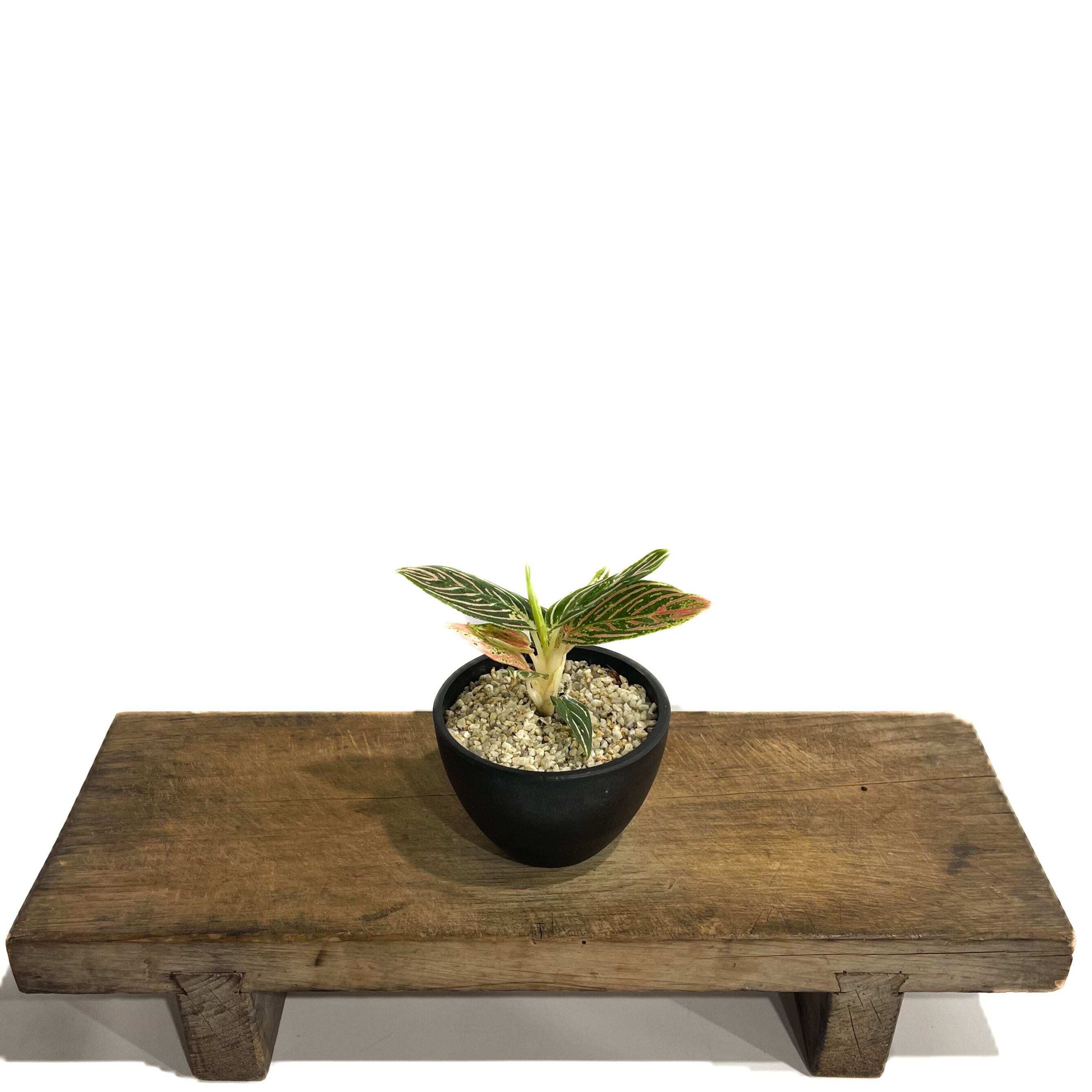 アグラオネマ ゴールデンホープ「Aglaonema Golden Hope」72D-1 | S